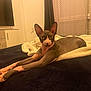 Kinder a rejoint le concours — aidez-le/la à gagner de superbes lots ! sphynx_cat, cat, pet, bed, blanket, stretching, indoor, feline, curtains, television, furniture, cozy, animal, looking_at_camera, room, domestic, resting, hairless_cat, long_legs, curious