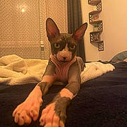 Kinder a rejoint le concours — aidez-le/la à gagner de superbes lots ! sphynx_cat, cat, pet, indoor, bed, blanket, furniture, stretching, animal, furless, ears, whiskers, eyes, paws, home, decor, vase, shelf, curtains, soft_lighting