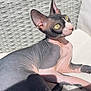 sphynx_cat, hairless_cat, cat, pet, animal, indoor, cushion, wicker, sunlight, relaxing, ears, wrinkles, closeup, feline, yellow_eyes, pink_skin, gray_skin, resting, domestic_animal, cute