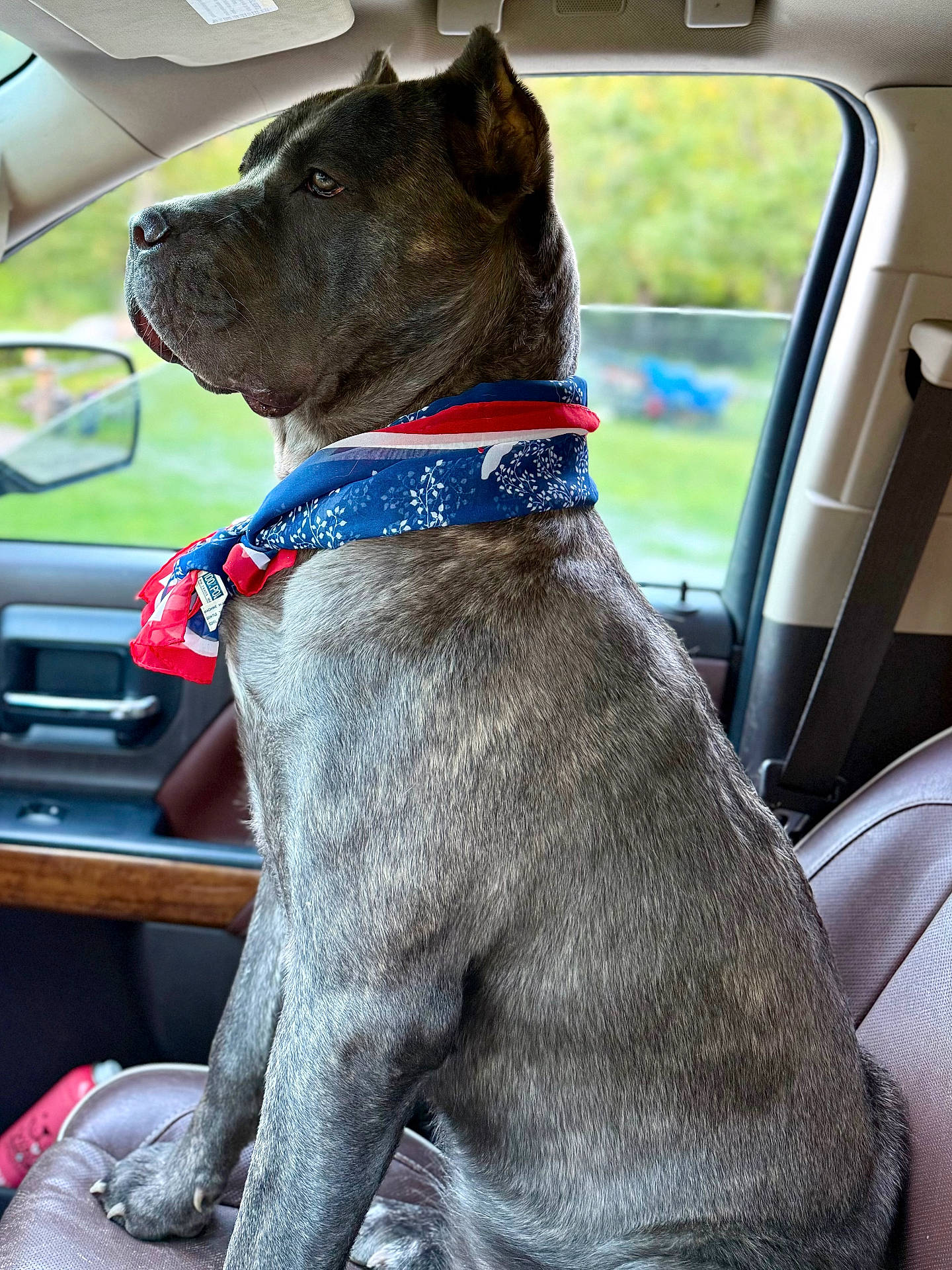 Americanas Skye joined the competition — help win amazing prizes! animal, bandana, blurred_background, calm, canine, car_interior, dog, domestic_animal, greenery, indoor, large_dog, leather_seat, pet, portrait, profile_view, seat, side_view_mirror, sitting, vehicle, window