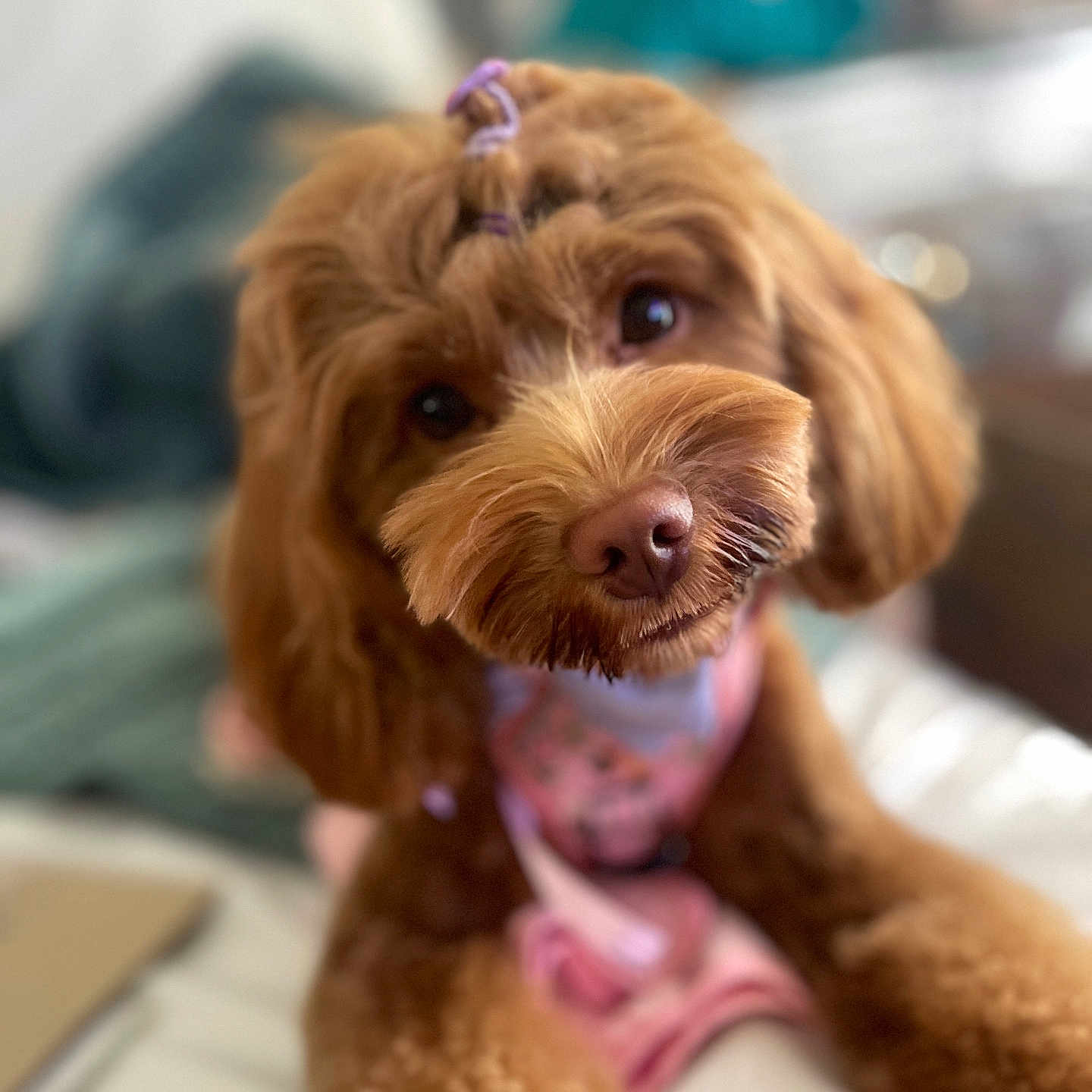 Willow joined the competition — help win amazing prizes! airedale, animal, bodypart, canine, cockerspaniel, couch, dog, face, furniture, head, hound, mouth, papillon, person, pet, poodle, puppy, terrier