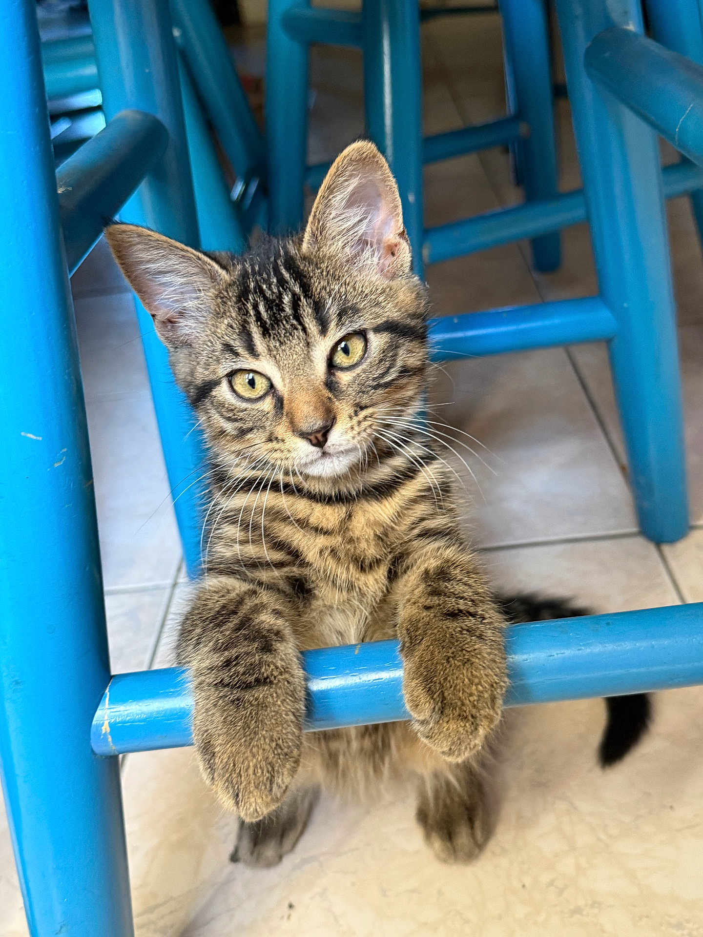 Raider participe au concours pour gagner de l'argent avec cette photo : cat, kitten, tabby, pet, paws, whiskers, yellow_eyes, stool, blue_furniture, chair_legs, indoor, tile_floor, close_up, portrait, curious, young_animal, fur, looking_at_camera, playful, domestic_animal