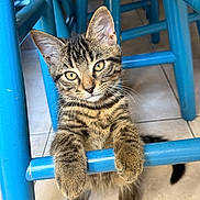 Raider participe au concours pour gagner de l'argent avec cette photo : cat, kitten, tabby, pet, paws, whiskers, yellow_eyes, stool, blue_furniture, chair_legs, indoor, tile_floor, close_up, portrait, curious, young_animal, fur, looking_at_camera, playful, domestic_animal