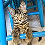 cat, kitten, tabby, pet, paws, whiskers, yellow_eyes, stool, blue_furniture, chair_legs, indoor, tile_floor, close_up, portrait, curious, young_animal, fur, looking_at_camera, playful, domestic_animal