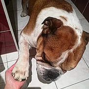 Moray participe au concours pour gagner de l'argent avec cette photo : australian_bulldog, basset_hound, boxer, british_bulldogs, bulldog, canidae, carnivore, companion_dog, dog, dog_breed, fawn, mammal, non_sporting_group, old_english_bulldog, olde_english_bulldogge, puppy, snout, sporting_group, tail, valley_bulldog