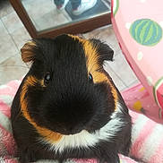 Vanille participe au concours pour gagner de l'argent avec cette photo : ear, fawn, guinea_pig, mammal, rodent, skin, snout, whiskers