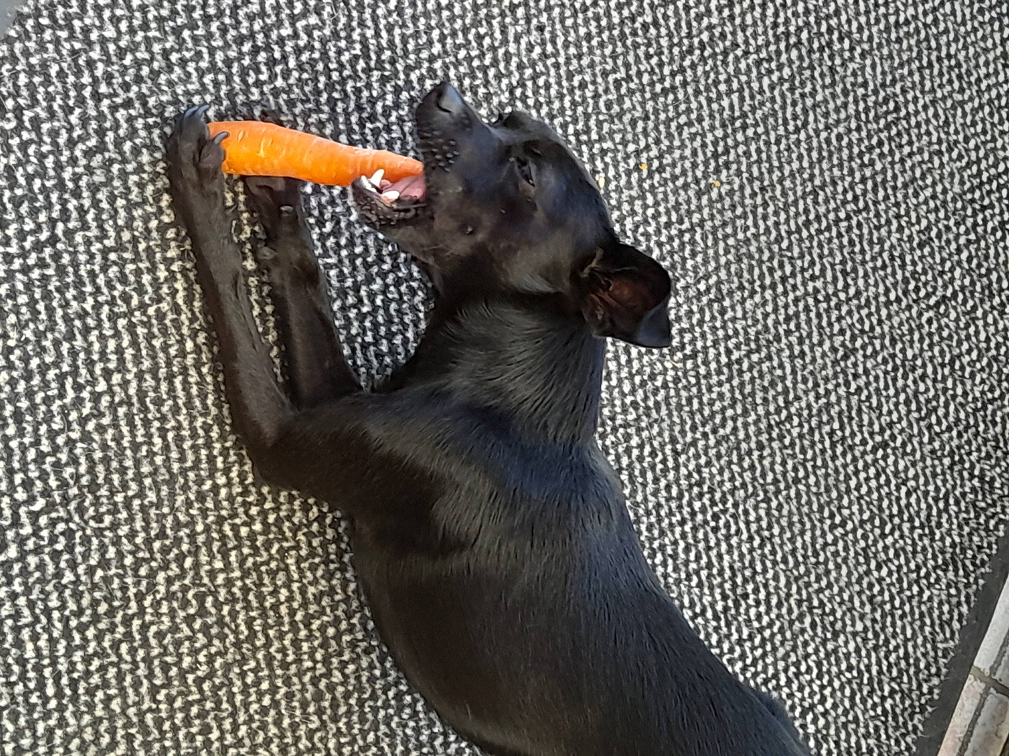 Popsy participe au concours pour gagner de l'argent avec cette photo : canidae, carnivore, companion_dog, dog, dog_breed, dog_supply, fawn, felidae, foot, fur, grey, guard_dog, paw, pet_supply, snout, sporting_group, tail, terrestrial_animal, whiskers, working_animal