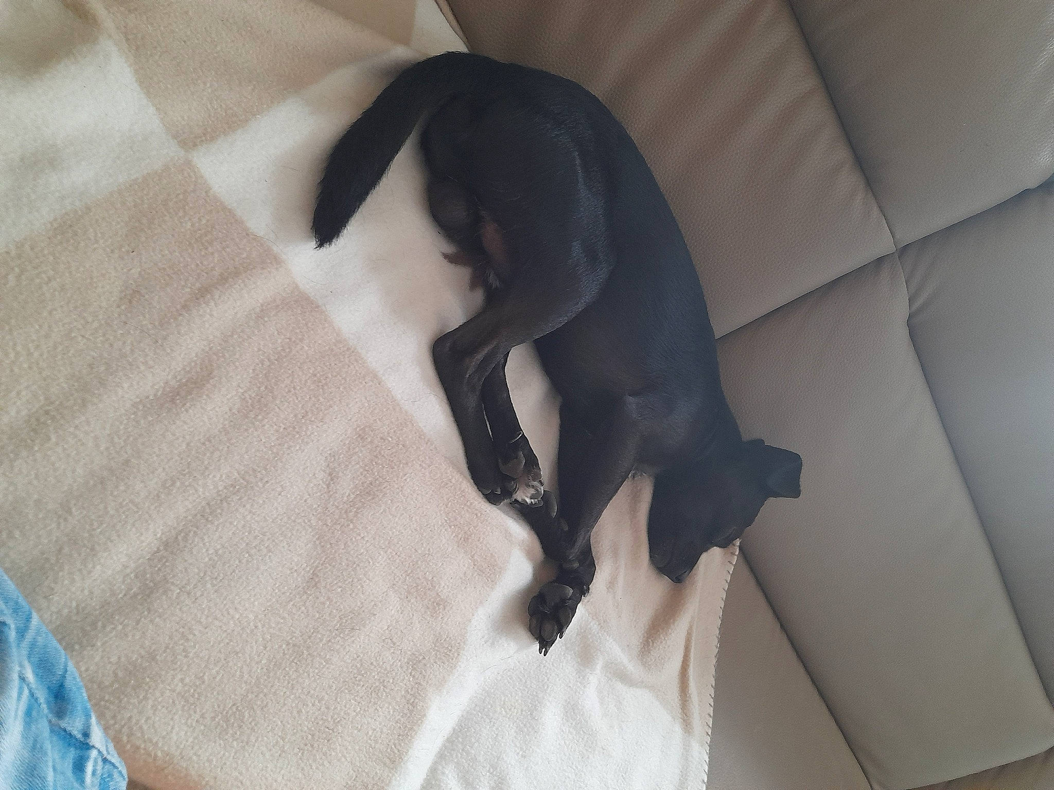 Popsy a rejoint le concours — aidez-le/la à gagner de superbes lots ! boston_terrier, canidae, carnivore, comfort, companion_dog, dog, dog_breed, felidae, flooring, fur, grey, hardwood, human_leg, linens, room, small_to_medium_sized_cats, sporting_group, tail, whiskers, working_animal