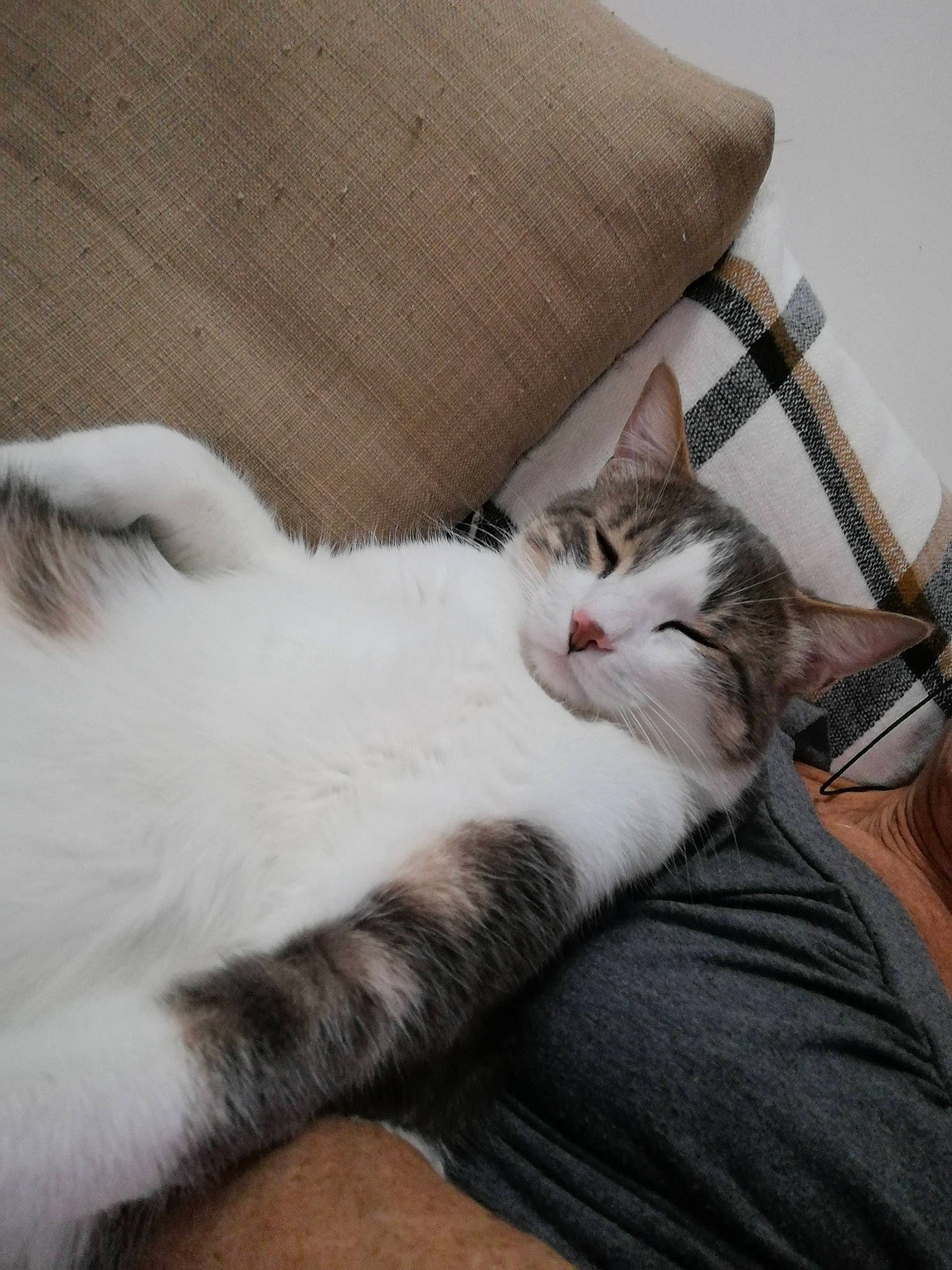 Bobby a rejoint le concours — aidez-le/la à gagner de superbes lots ! carnivore, cat, claw, comfort, couch, domestic_short_haired_cat, felidae, fur, linens, nap, paw, sleep, small_to_medium_sized_cats, tail, whiskers, wood