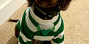 Clyde joined the competition — help win amazing prizes! puppy, dog, brown_dog, pet, sweater, clothing, indoor, carpet, cute, young_dog, animal, canine, sitting, looking_at_camera, fur, ears, tail, adorable, house, companion