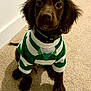puppy, dog, brown_dog, pet, sweater, clothing, indoor, carpet, cute, young_dog, animal, canine, sitting, looking_at_camera, fur, ears, tail, adorable, house, companion