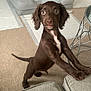 Clyde is registered to the contest to win money with this photo: puppy, dog, brown_dog, indoor, carpet, dog_bed, toys, curious, pet, furniture, couch, table, playful, young_dog, looking, front_paws, ears, tail, white_marking, room