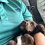 Clyde is registered to the contest to win money with this photo: puppy, dog, sleeping, cute, brown_fur, white_patch, person, arm, polo_shirt, nhs_england, couch, cushion, indoor, cozy, resting, pet, close_up, fur, relaxing, home