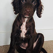 Clyde is registered to the contest to win money with this photo: puppy, dog, brown, cute, pet, sitting, carpet, indoor, floppy_ears, young, animal, adorable, looking, portrait, white_wall, fur, companionship, domestic, friendly, canine