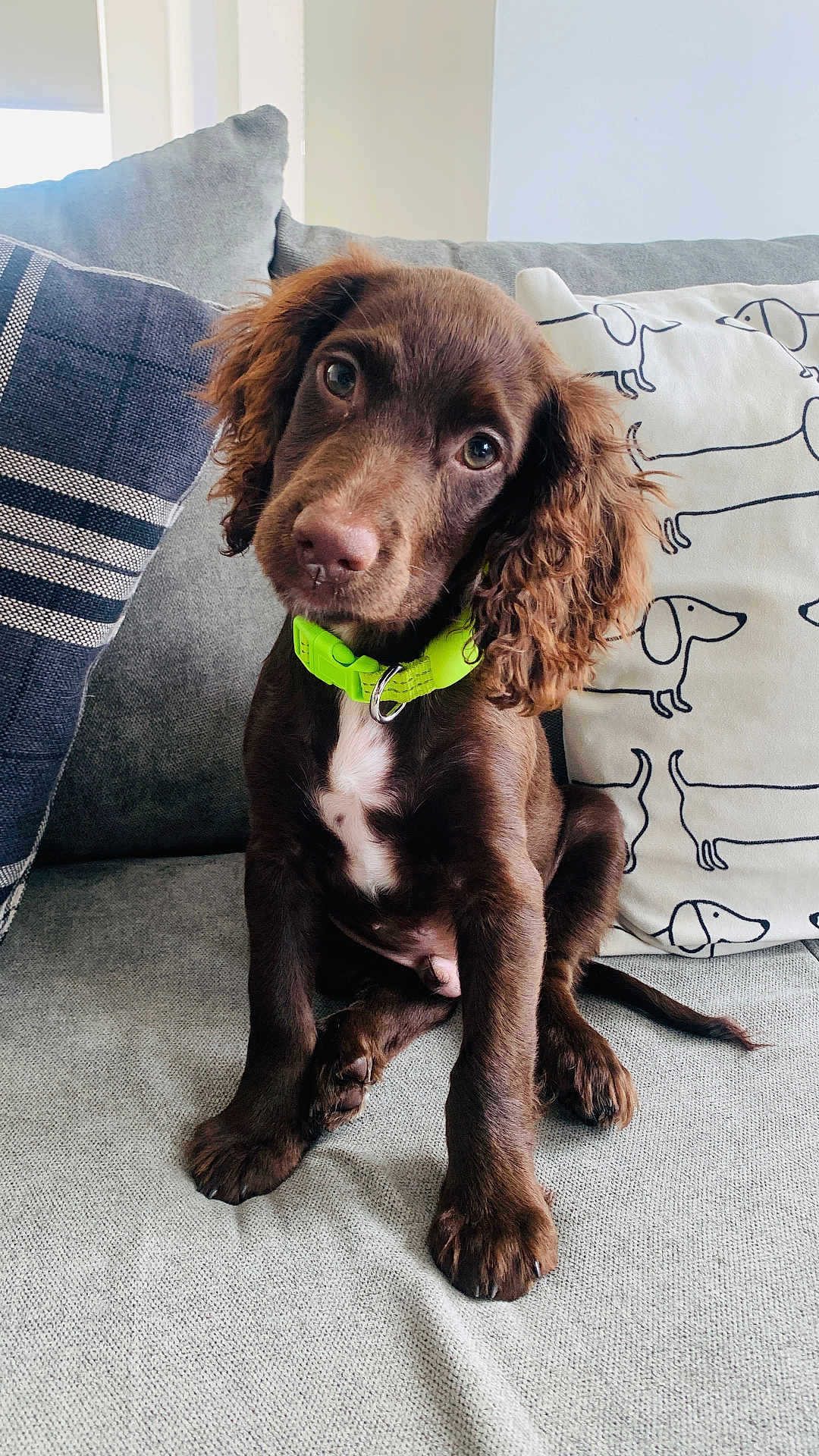 Clyde joined the competition — help win amazing prizes! puppy, dog, brown_dog, pet, couch, indoor, collar, cute, young_dog, head_tilt, curious, cozy, pillows, fabric, domestic_animal, companion, sitting, fur, portrait, canine