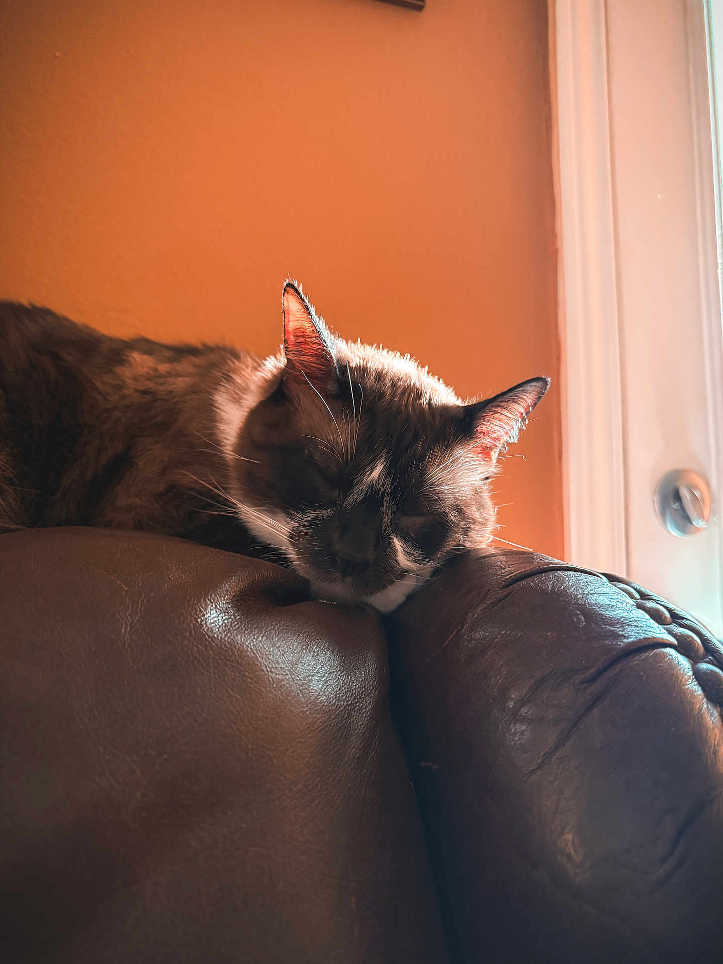 Yuki joined the competition — help win amazing prizes! armrest, cat, close_up, couch, cozy, door_handle, ear, fur, indoor, leather, nap, peaceful, pet, portrait, resting, sleeping_cat, sunlight, wall, whiskers, window