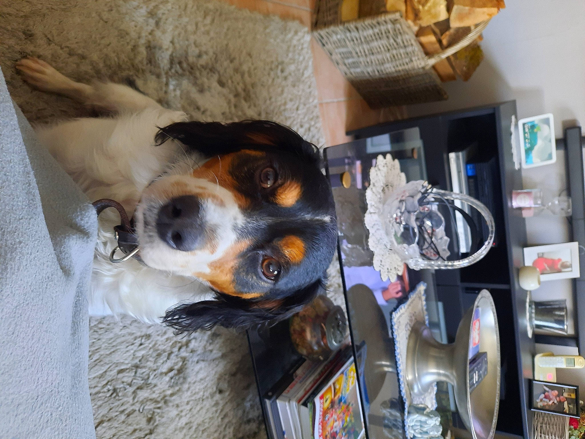 Athos a rejoint le concours — aidez-le/la à gagner de superbes lots ! canidae, carnivore, collar, comfort, companion_dog, dog, dog_breed, dog_supply, kitchen_appliance, machine, scent_hound, shelf, snout, sporting_group, toy