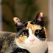 Arya joined the competition — help win amazing prizes! animal, calico_cat, cat, close_up, cozy, curious, cute, domestic_cat, ears, eyes, feline, focused, fur_pattern, indoor, laying_down, pet, portrait, relaxed, soft_blanket, whiskers