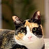 animal, calico_cat, cat, close_up, cozy, curious, cute, domestic_cat, ears, eyes, feline, focused, fur_pattern, indoor, laying_down, pet, portrait, relaxed, soft_blanket, whiskers