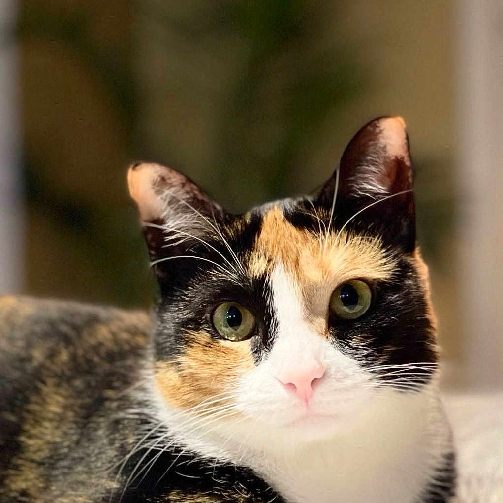 Arya