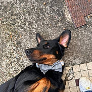 Tonka a rejoint le concours — aidez-le/la à gagner de superbes lots ! accessories, animal, brick, canine, clothing, dog, footwear, formalwear, hound, jeans, pants, path, pet, puppy, shoe, slate, sneaker, strap, tie, walkway