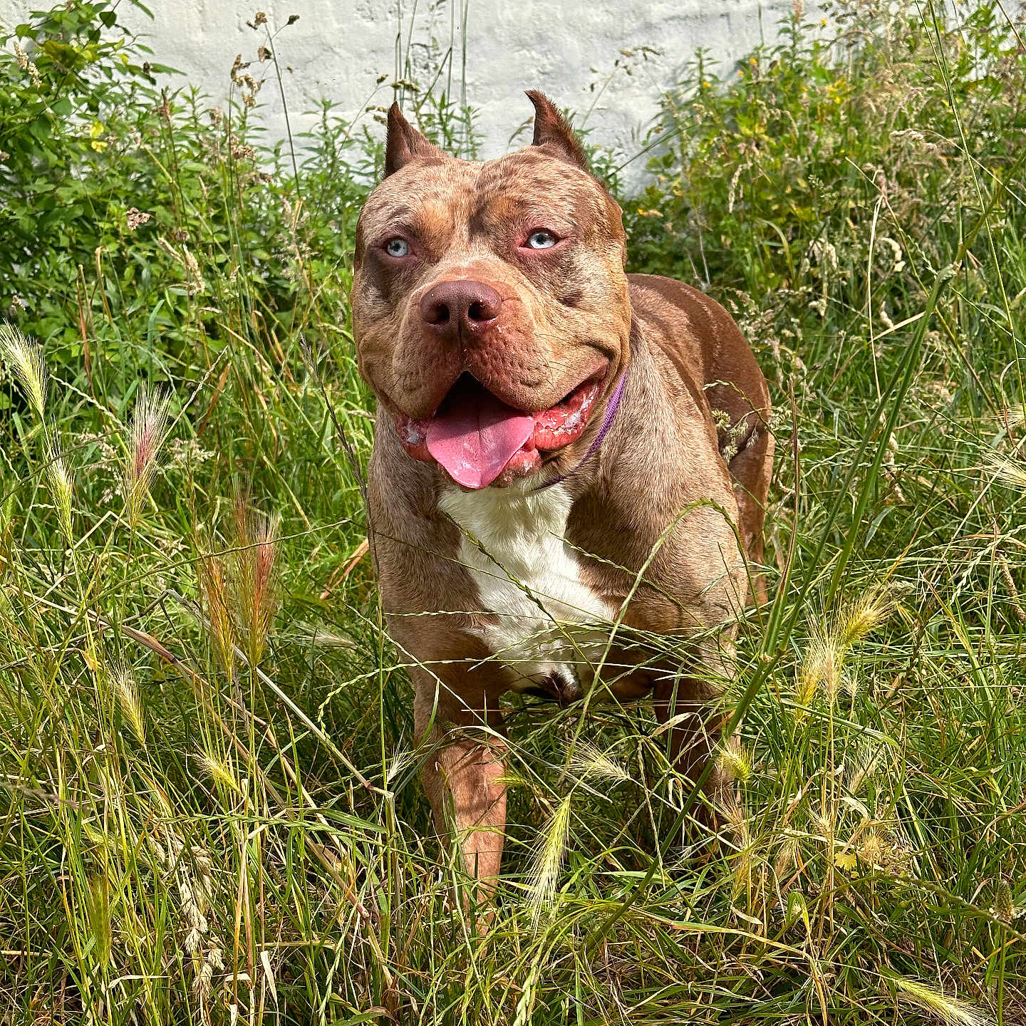 Quavo participe au concours pour gagner de l'argent avec cette photo : animal, boxer, bulldog, canine, dog, field, flower, frenchbulldog, grass, grassland, herbal, herbs, nature, outdoors, pet, pitbull, plant, puppy, rock, vegetation