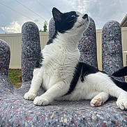 Booger joined the competition — help win amazing prizes! animal, black_and_white, cat, chair, clouds, curious, daytime, domestic, feline, fence, grass, hand_shaped_chair, outdoor, paw, pet, playful, relaxed, sky, tail, whiskers