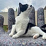animal, black_and_white, cat, chair, clouds, curious, daytime, domestic, feline, fence, grass, hand_shaped_chair, outdoor, paw, pet, playful, relaxed, sky, tail, whiskers