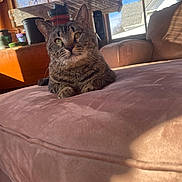 Steve is registered to the contest to win money with this photo: cat, tabby_cat, indoor, couch, sunlight, window, plants, potted_plants, home_interior, furniture, pet, animal, relaxing, cozy, daylight, house, curious, whiskers, ears, pink_couch