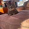 cat, tabby_cat, indoor, couch, sunlight, window, plants, potted_plants, home_interior, furniture, pet, animal, relaxing, cozy, daylight, house, curious, whiskers, ears, pink_couch