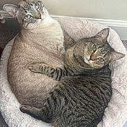 Snow And Yesy is registered to the contest to win money with this photo: animal, animals, bed, blue_eyes, carpet, cat, cats, cozy, cute, domestic, feline, fluffy, green_eyes, indoor, pair, pet, pets, resting, snuggling, tabby