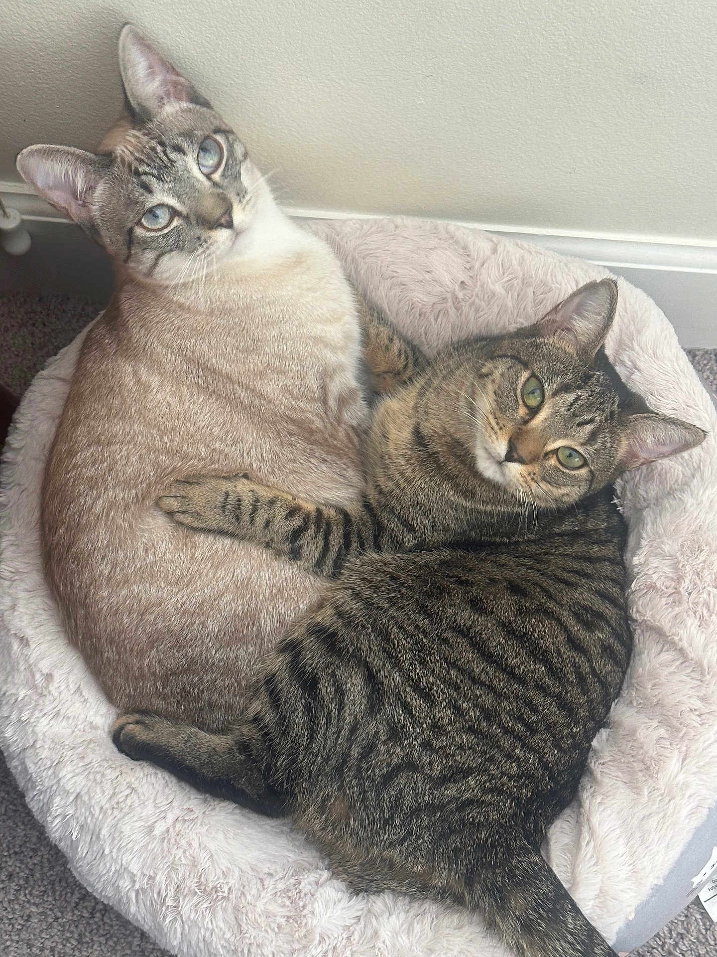 Snow And Yesy is registered to the contest to win money with this photo: animal, animals, bed, blue_eyes, carpet, cat, cats, cozy, cute, domestic, feline, fluffy, green_eyes, indoor, pair, pet, pets, resting, snuggling, tabby