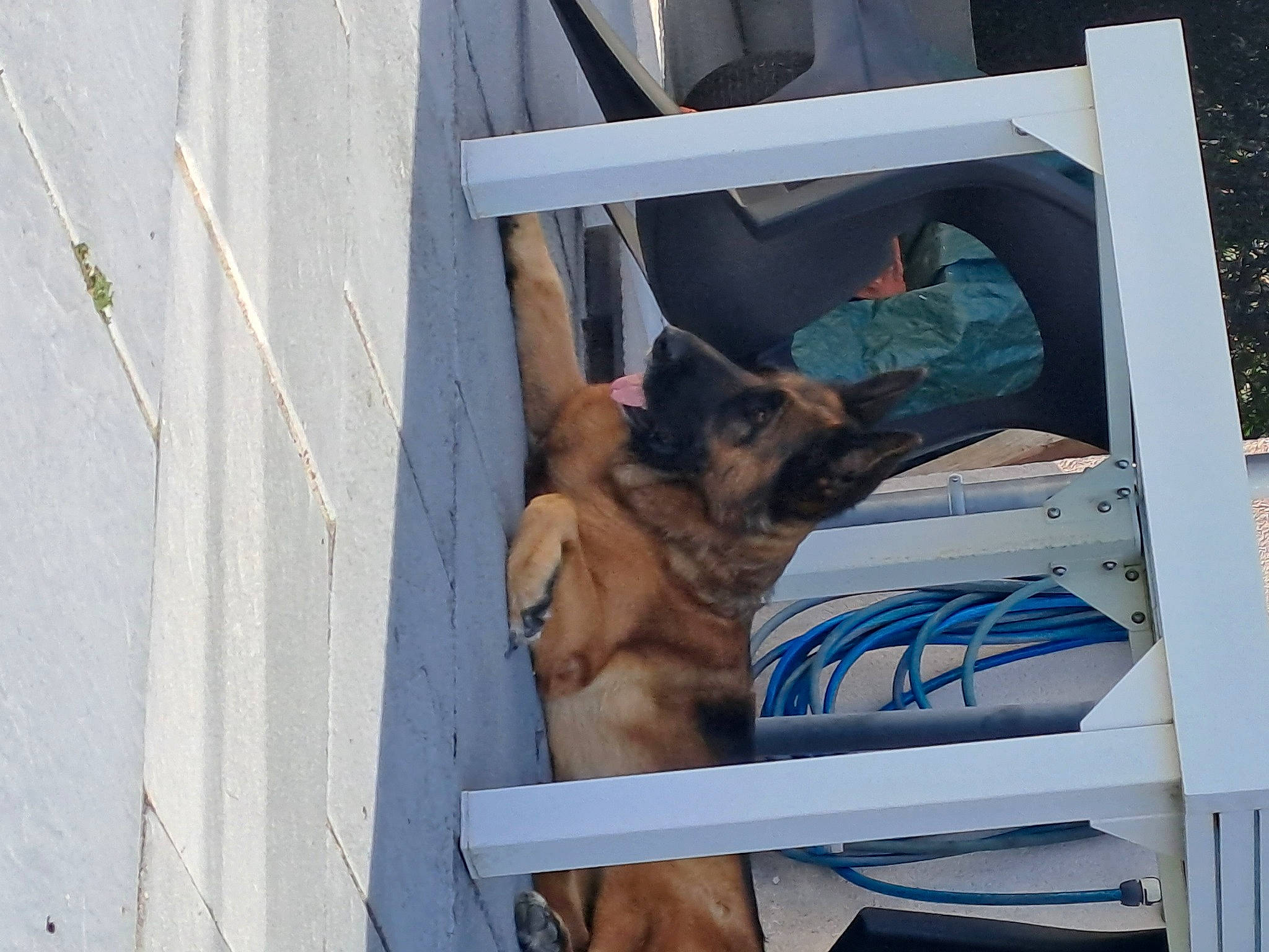 Phara a rejoint le concours — aidez-le/la à gagner de superbes lots ! canidae, carnivore, companion_dog, dog, dog_breed, electric_blue, guard_dog, sporting_group, wood, working_animal, working_dog