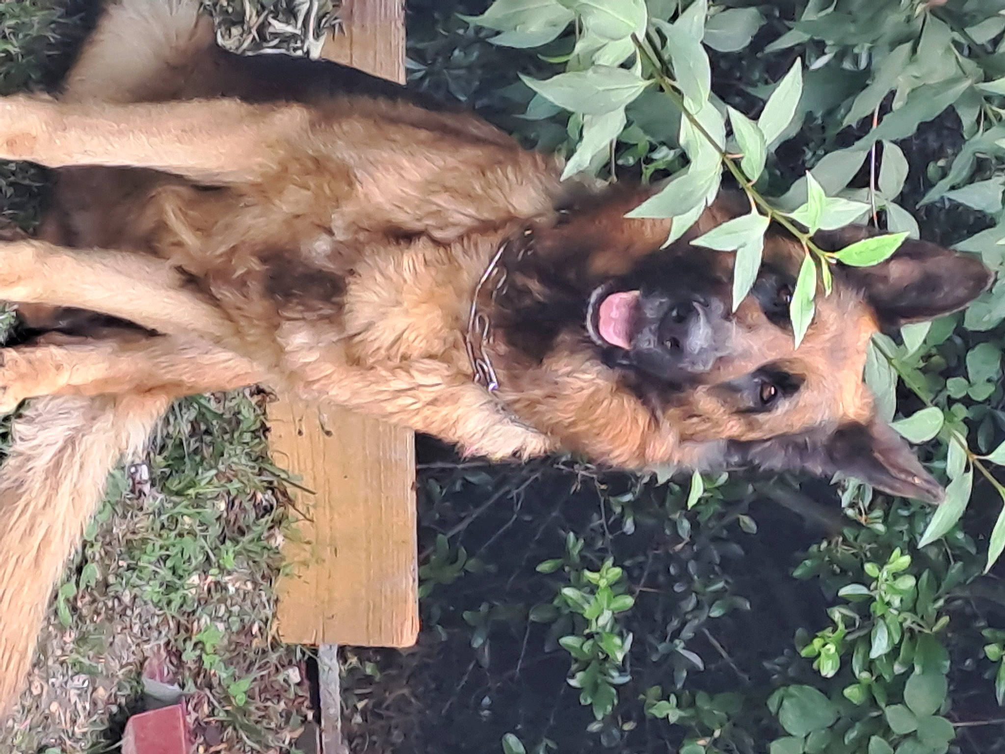 Phara participe au concours pour gagner de l'argent avec cette photo : canidae, carnivore, companion_dog, dog, dog_breed, fawn, fur, german_shepherd_dog, old_german_shepherd_dog, plant, snout, sporting_group, terrestrial_animal, wildlife, wood, working_dog