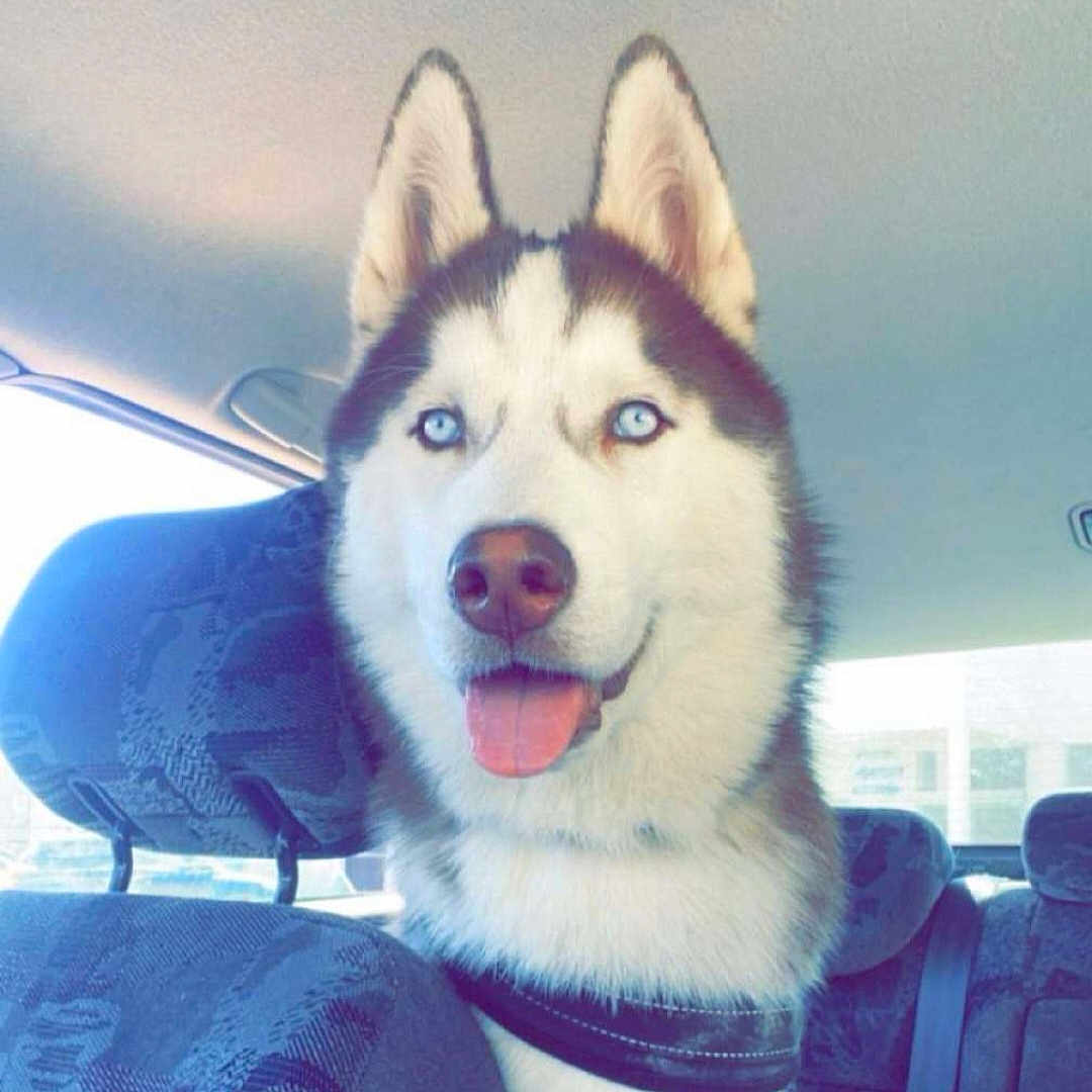 Sayko a rejoint le concours — aidez-le/la à gagner de superbes lots ! animal, bodypart, canine, cushion, dog, eskimodog, headrest, homedecor, husky, mouth, person, pet, puppy, snout, tongue, whitedog