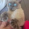 Bella participe au concours pour gagner de l'argent avec cette photo : cat, siamese_cat, blue_eyes, kitten, pet, furry, whiskers, paws, paw_touch, animal, indoor, bed, bedding, cuddling, human_hand, relaxed, portrait, close_up, cream_fur, gray_points
