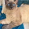 Bella participe au concours pour gagner de l'argent avec cette photo : cat, kitten, blue_eyes, fluffy, fur, cream_coat, pointed_ears, whiskers, nose, paws, tail, lying_down, relaxed, indoor, blanket, turquoise, close_up, portrait, pet, adorable