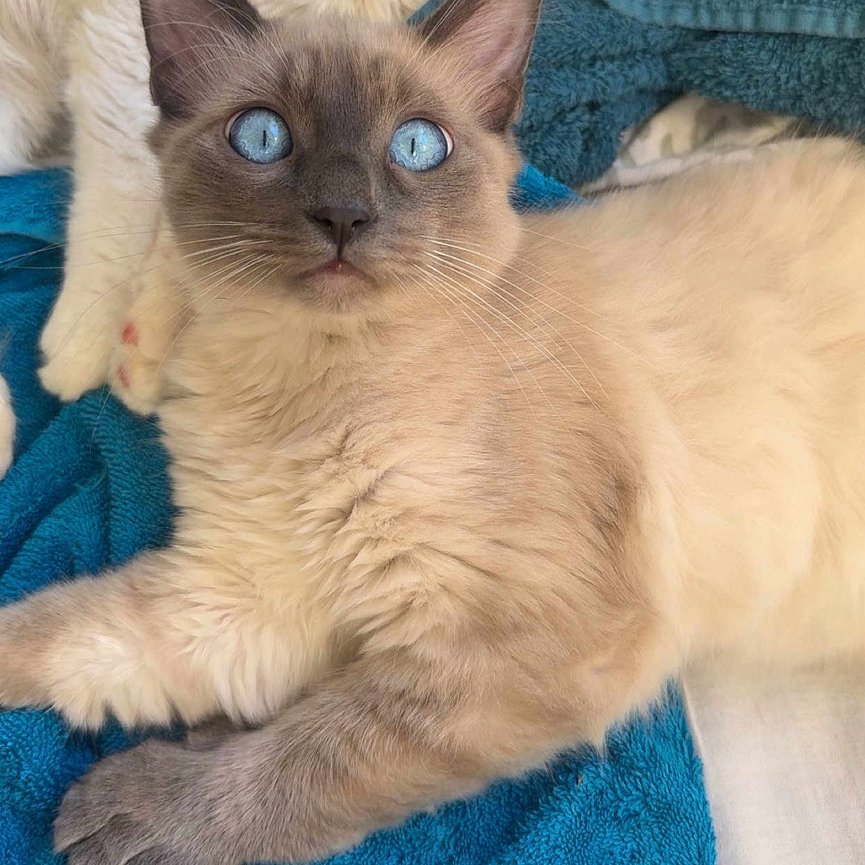 Bella participe au concours pour gagner de l'argent avec cette photo : cat, kitten, blue_eyes, fluffy, fur, cream_coat, pointed_ears, whiskers, nose, paws, tail, lying_down, relaxed, indoor, blanket, turquoise, close_up, portrait, pet, adorable