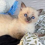 Bella a rejoint le concours — aidez-le/la à gagner de superbes lots ! kitten, cat, blue_eyes, fluffy, cream_fur, pointed_ears, pet, animal, bed, bedding, pillow, blanket, bedroom, indoors, portrait, close_up, lying_down, relaxed, cute, household_pet
