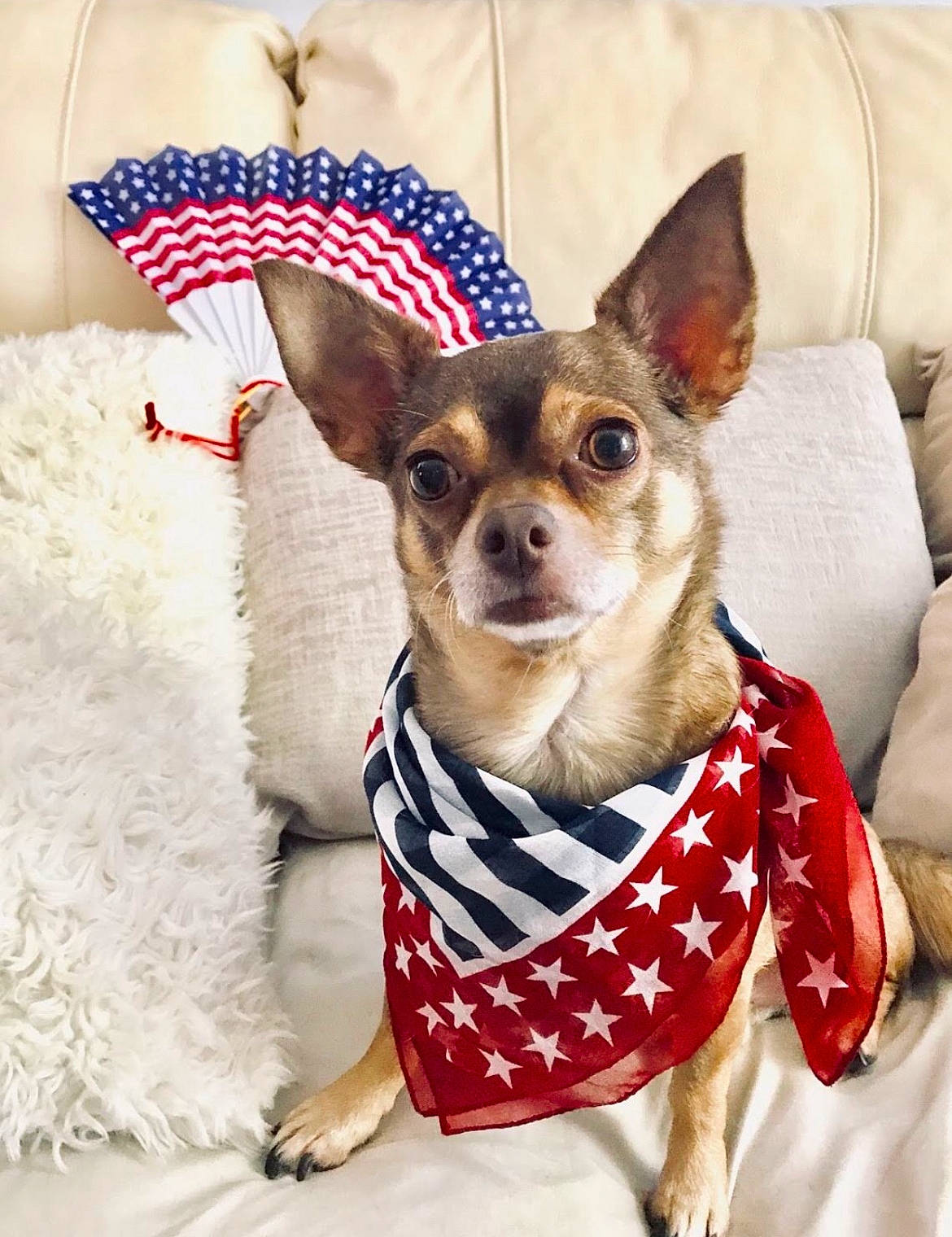 Junior joined the competition — help win amazing prizes! canidae, carnivore, chihuahua, companion_dog, corgi_chihuahua, dog, dog_breed, dog_clothes, dog_supply, fawn, fur, non_sporting_group, pattern, russkiy_toy, snout, sporting_group, toy_dog, whiskers, white, working_animal