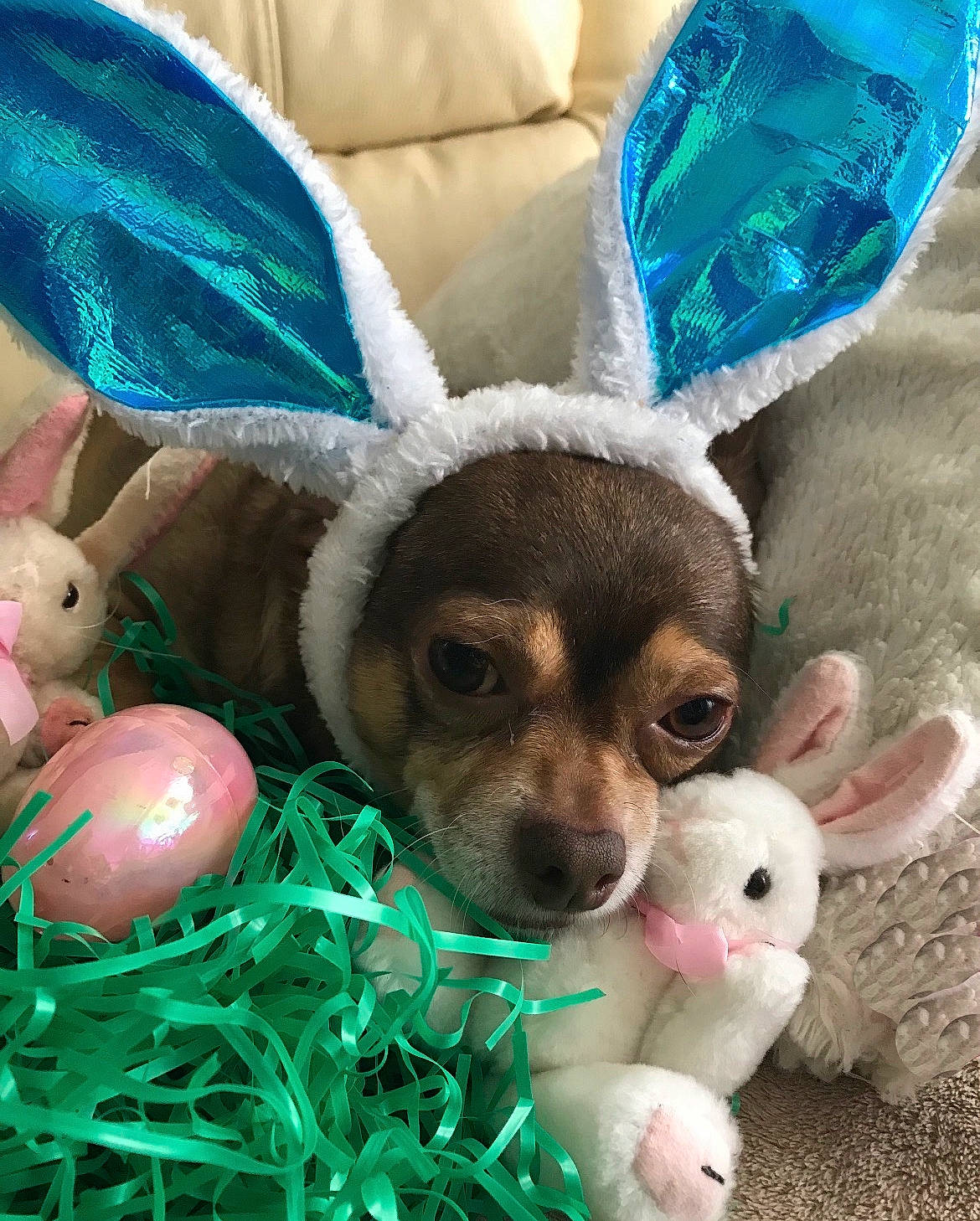 Junior joined the competition — help win amazing prizes! carnivore, chihuahua, christmas_ornament, companion_dog, dog, dog_breed, dog_clothes, dog_supply, doll, event, fawn, grass, green, mammal, pink, plush, stuffed_toy, toy, toy_dog, vertebrate