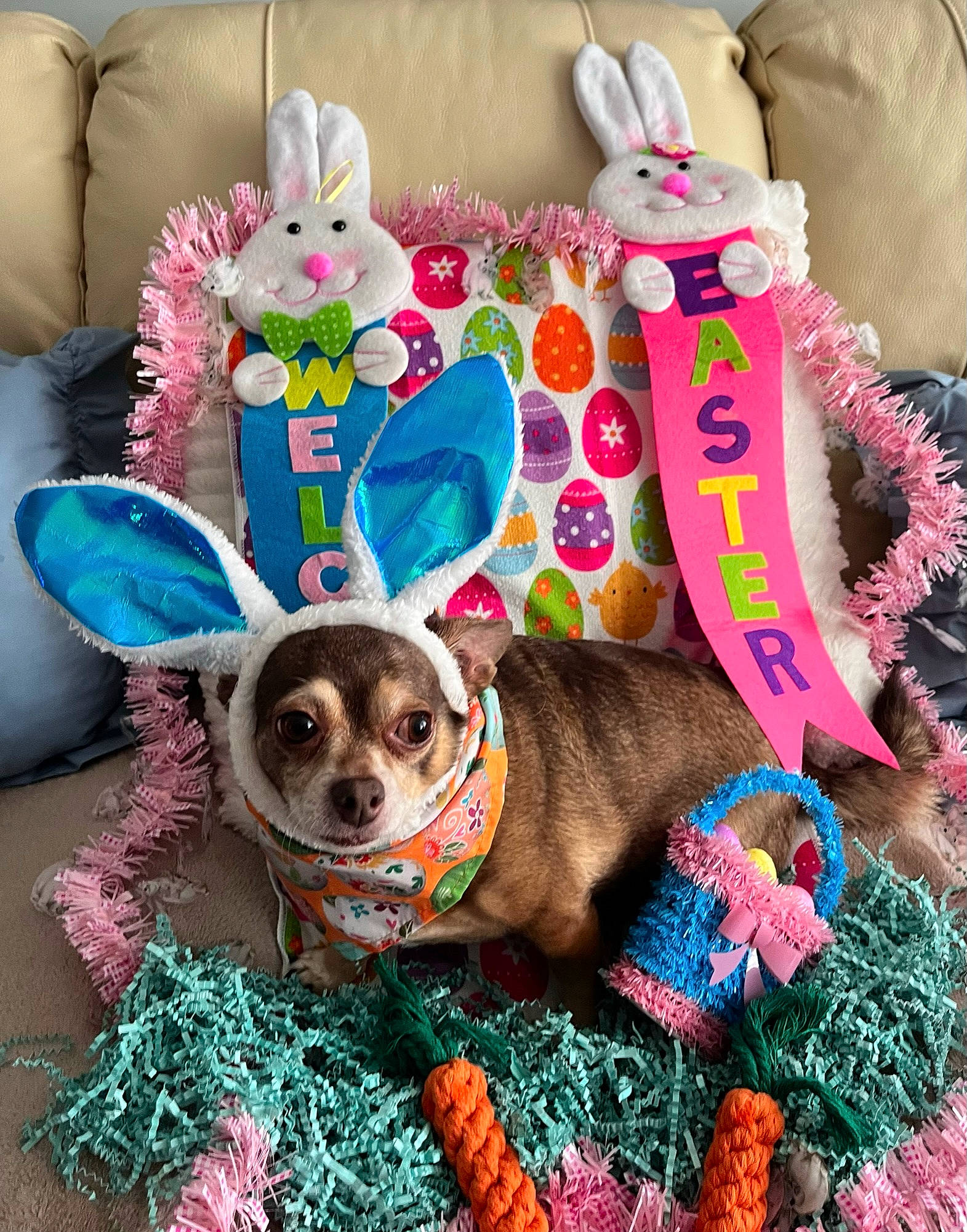 Junior joined the competition — help win amazing prizes! carnivore, collar, companion_dog, costume_hat, dog, dog_breed, dog_clothes, dog_collar, dog_supply, eyewear, fawn, glasses, goggles, hat, linens, party_hat, pink, sunglasses, textile, working_animal