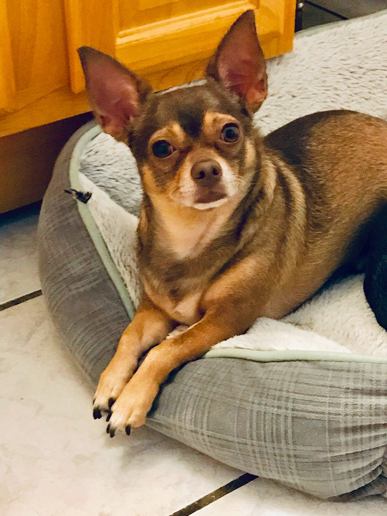 Junior joined the competition — help win amazing prizes! canidae, carnivore, chihuahua, comfort, companion_dog, corgi_chihuahua, dog, dog_breed, dog_supply, ear, fawn, fur, paw, russkiy_toy, snout, sporting_group, terrestrial_animal, toy_dog, whiskers, working_animal