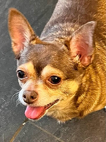 Junior joined the competition — help win amazing prizes! canidae, carnivore, chihuahua, companion_dog, corgi_chihuahua, dog, dog_breed, ear, eye, fawn, fur, head, human_body, russkiy_toy, snout, sporting_group, terrestrial_animal, toy_dog, whiskers, wildlife