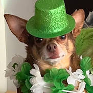 Junior is registered to the contest to win money with this photo: dog, small_dog, chihuahua, green_hat, flower_lei, costume, pet, animal, ears, face, brown_fur, white_flowers, green_leaves, cute, portrait, indoor, hand, holding, accessory, festive