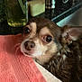 Junior joined the competition — help win amazing prizes! animal, brown_fur, chihuahua, close_up, companion, curious, dog, domestic, face, household, indoor, kitchen, pet, pet_care, portrait, resting, sink, small_dog, soap, towel