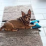 animal, blue_toy, bone_shaped_toy, brown_dog, companion, curious, dog, ears_up, floor, furniture_legs, gray_rug, indoor, looking_at_camera, lying_down, paw_print, pet, rug, small_dog, tile_floor, toy
