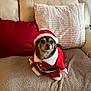 dog, pet, christmas_costume, santa_outfit, couch, pillows, red, beige, holiday, festive, indoors, small_dog, cute, animal, costume, fur, face, sitting, cozy, living_room