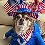 Junior joined the competition — help win amazing prizes! accessory, american_flag, animal, celebration, clothing, costume, couch, cute, dog, expression, face, festive, hat, indoor, patriotic, pet, portrait, red_white_blue, sitting, small_dog