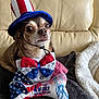 Junior is registered to the contest to win money with this photo: 4th_of_july, blanket, bone_shaped_toy, bow_tie, celebration, chihuahua, costume, couch, cute, dog, hat, holiday, independence_day, indoor, patriotic, pet, red_white_blue, small_dog, stars_and_stripes, toy